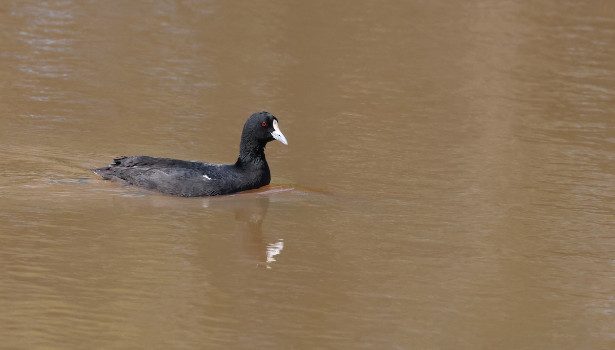 Eurasian Coot - ML609560071