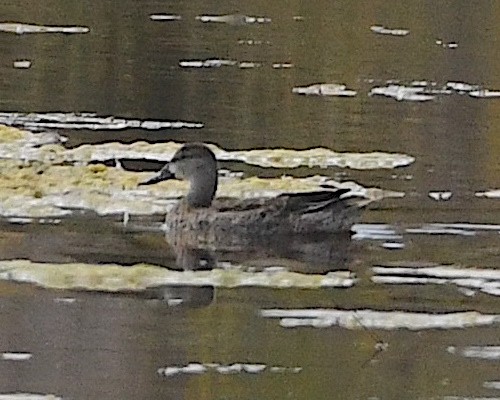 Blue-winged Teal - ML609560207