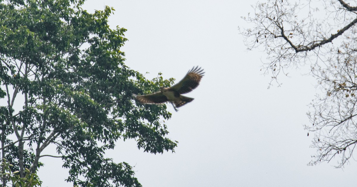 Ornate Hawk-Eagle - ML609560319