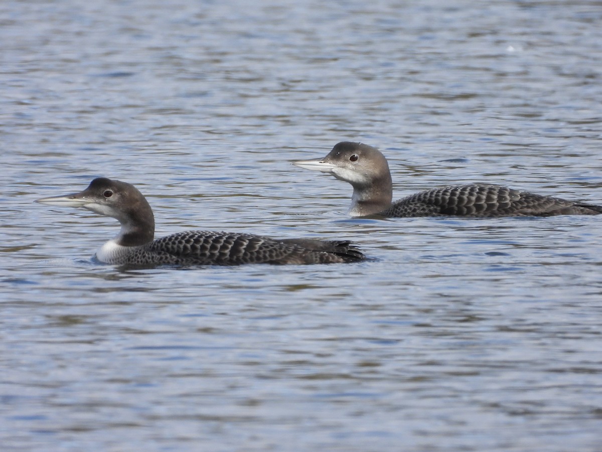 Common Loon - ML609560322