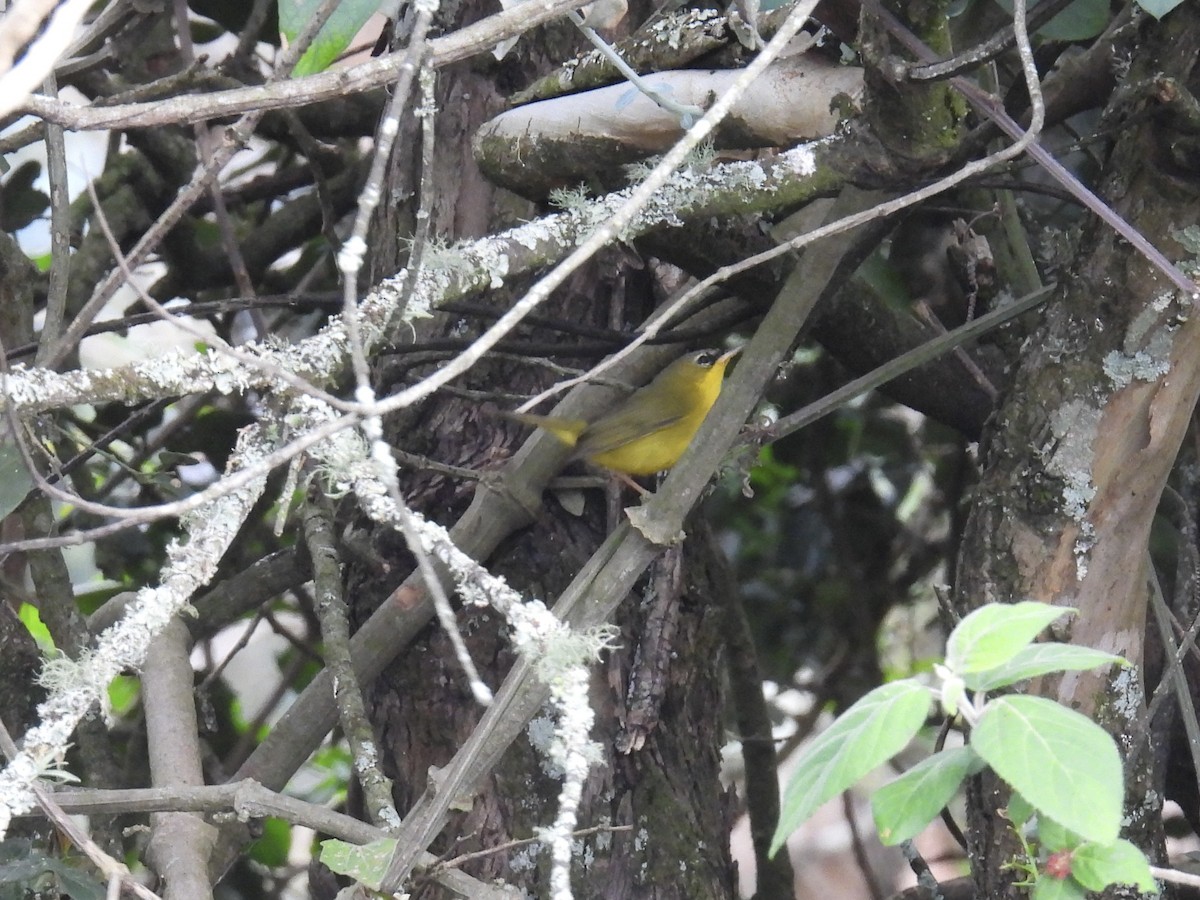 Black-lored Yellowthroat - ML609560334