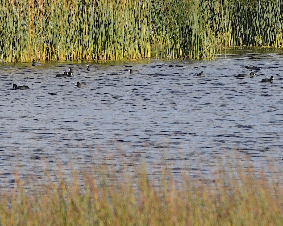 American Coot - ML609560384