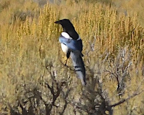 Black-billed Magpie - ML609560423