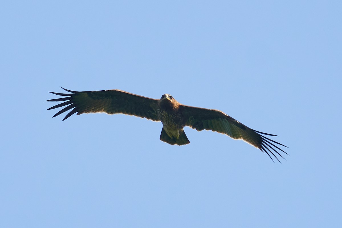 Indian Spotted Eagle - Raghavendra  Pai