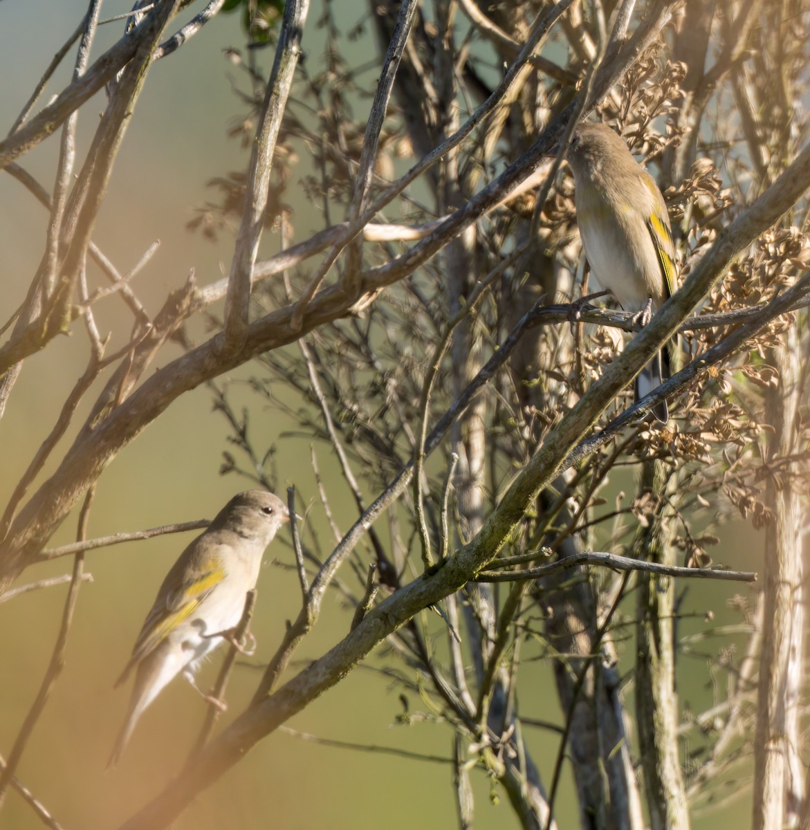 Lawrence's Goldfinch - ML609560475