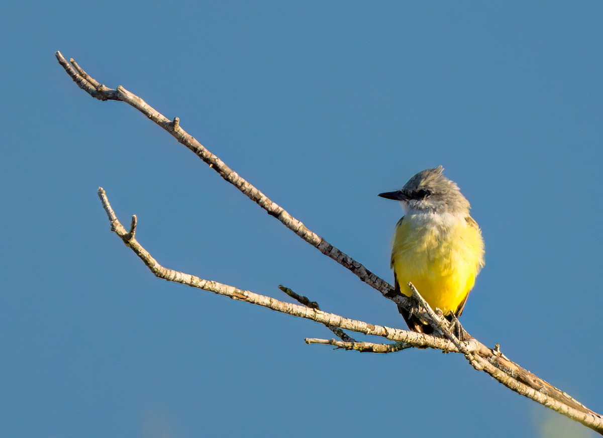 Western Kingbird - Steve Colwell