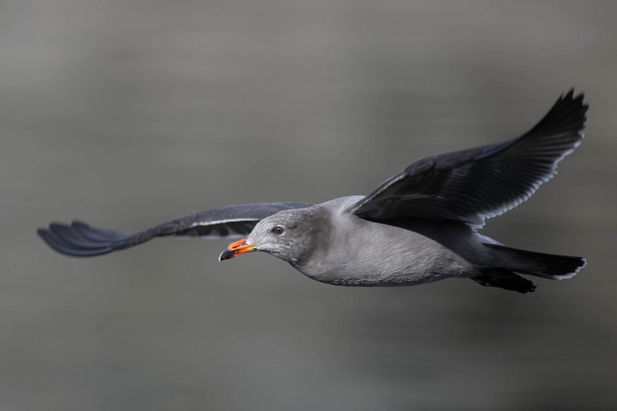 Heermann's Gull - Carl Bergstrom