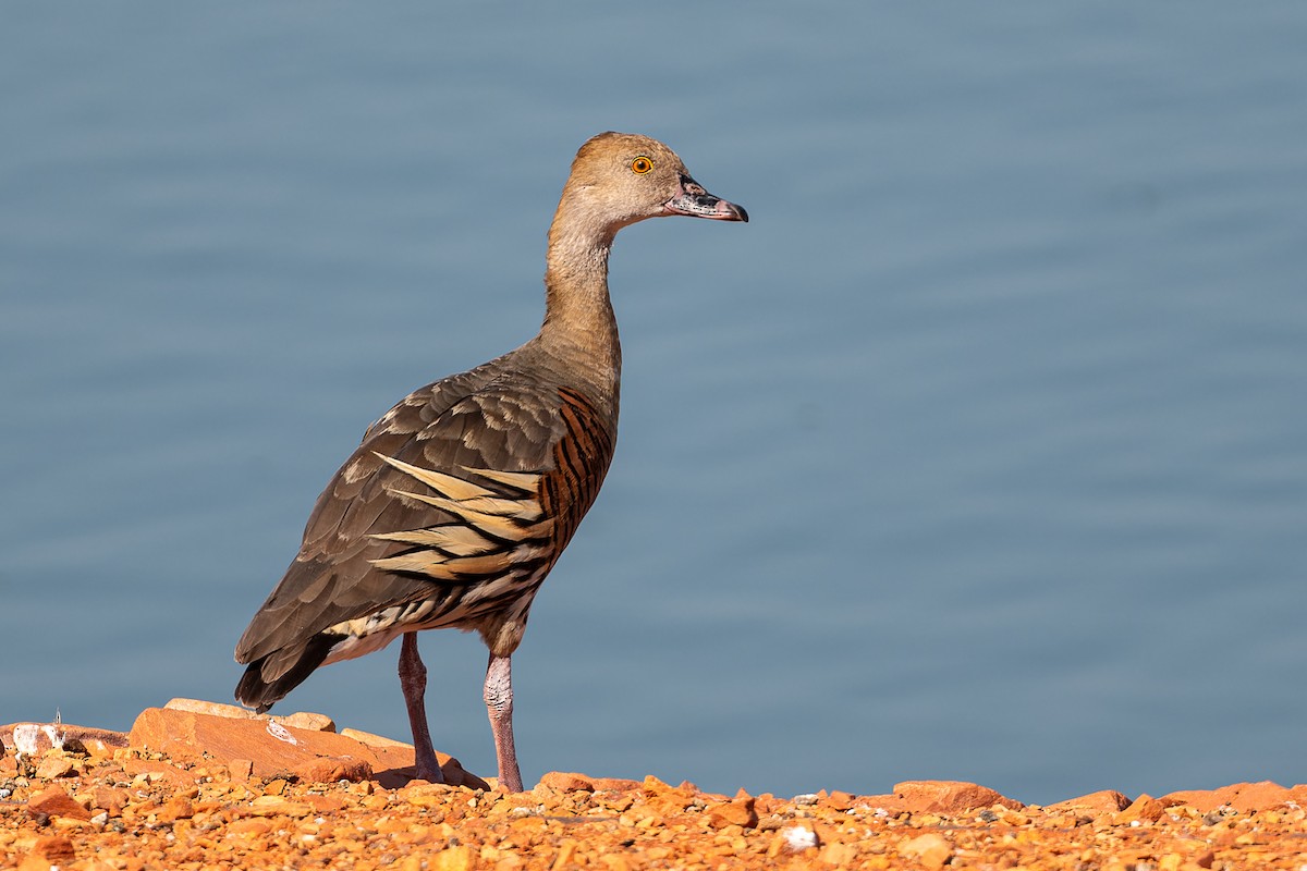 Plumed Whistling-Duck - ML609560520