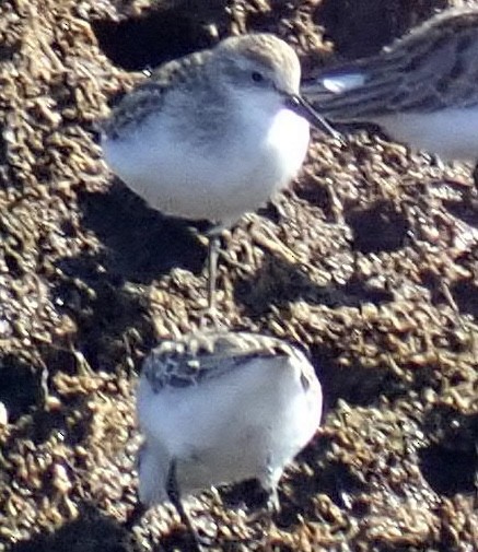 Semipalmated Sandpiper - ML609560631