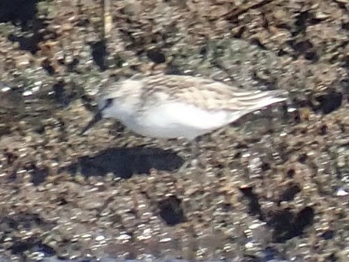 Semipalmated Sandpiper - Louis DeMarco