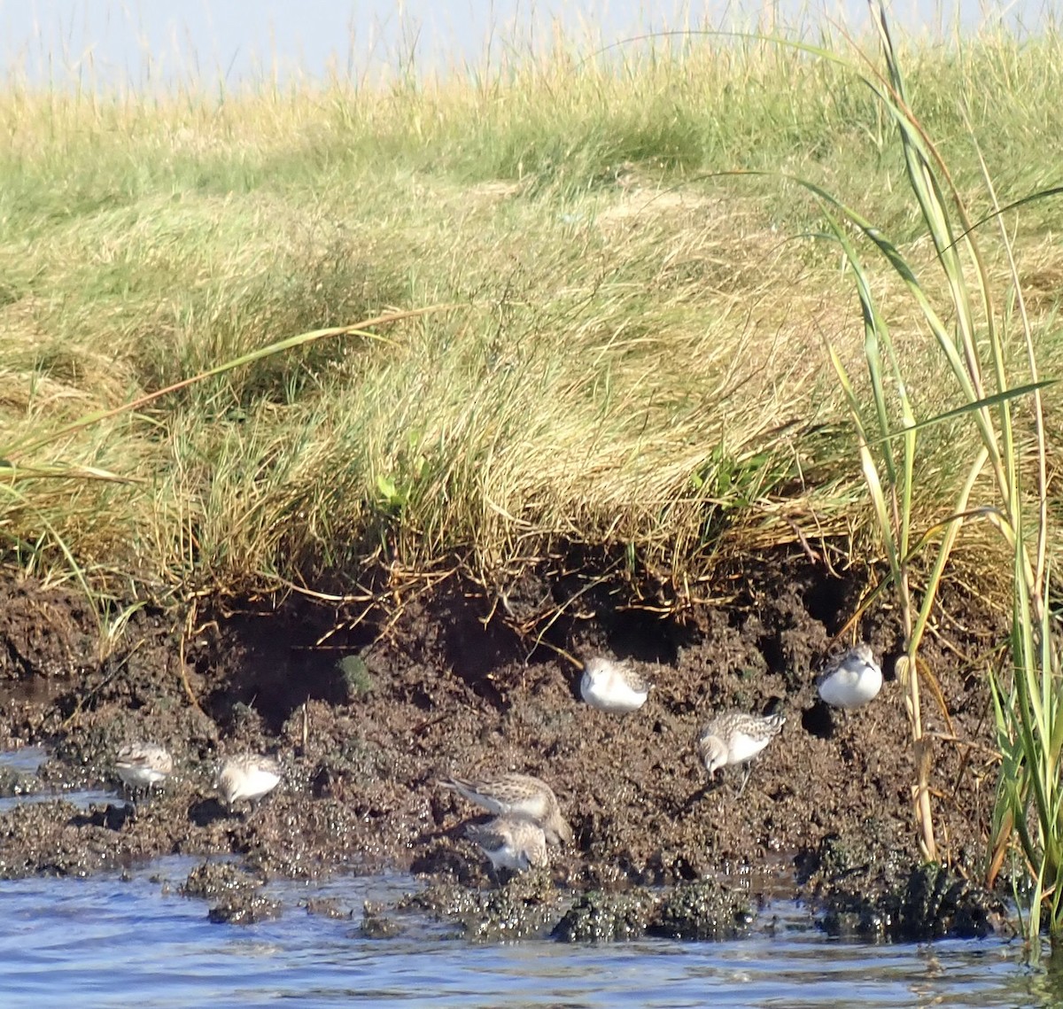 Semipalmated Sandpiper - ML609560633