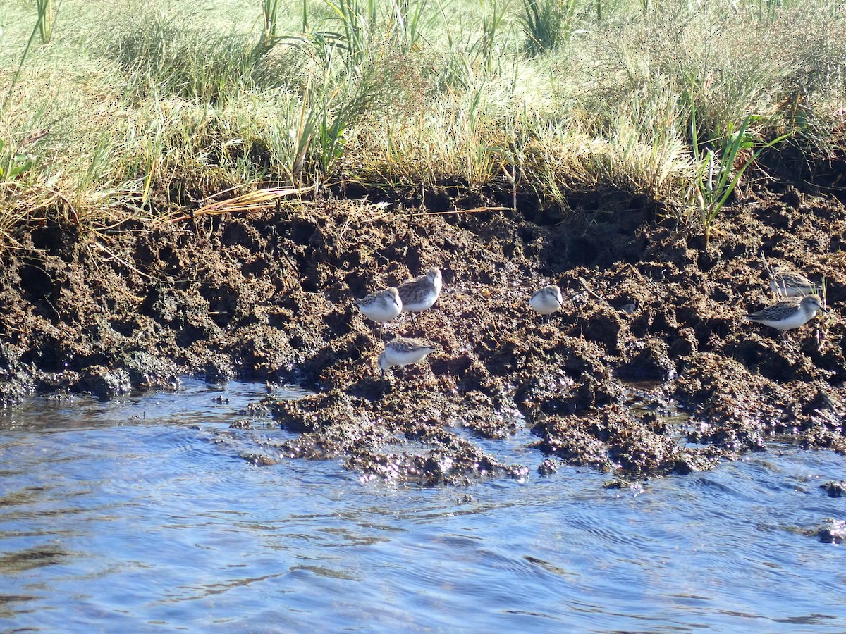 Semipalmated Sandpiper - ML609560635