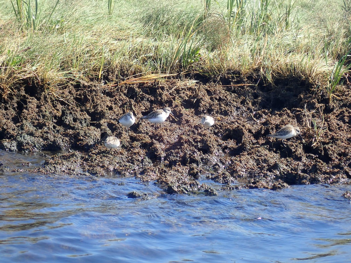 Semipalmated Sandpiper - ML609560636