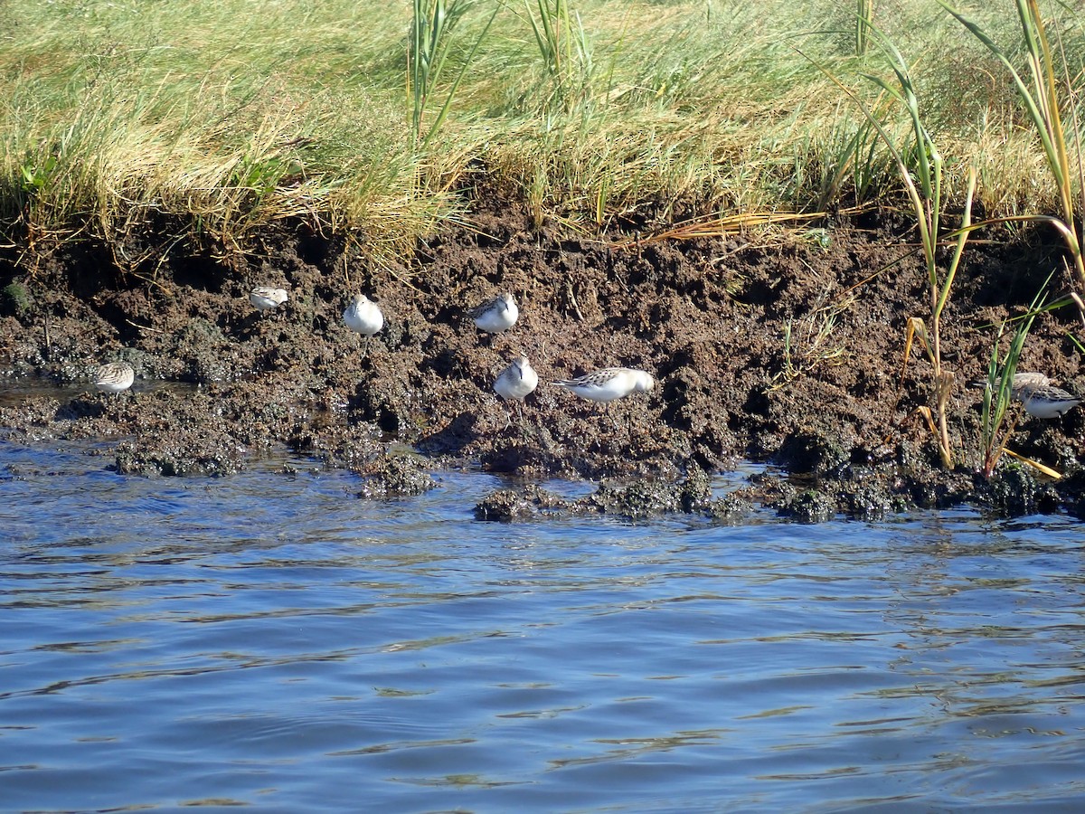 Semipalmated Sandpiper - ML609560637