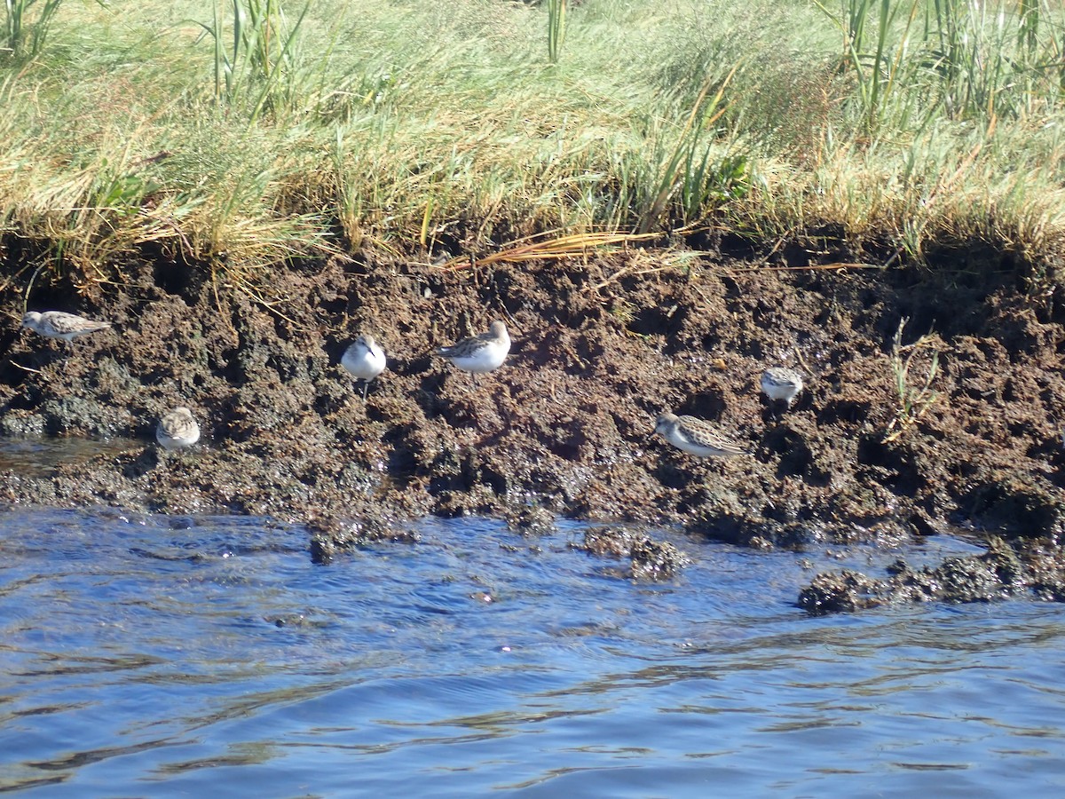 Semipalmated Sandpiper - ML609560639