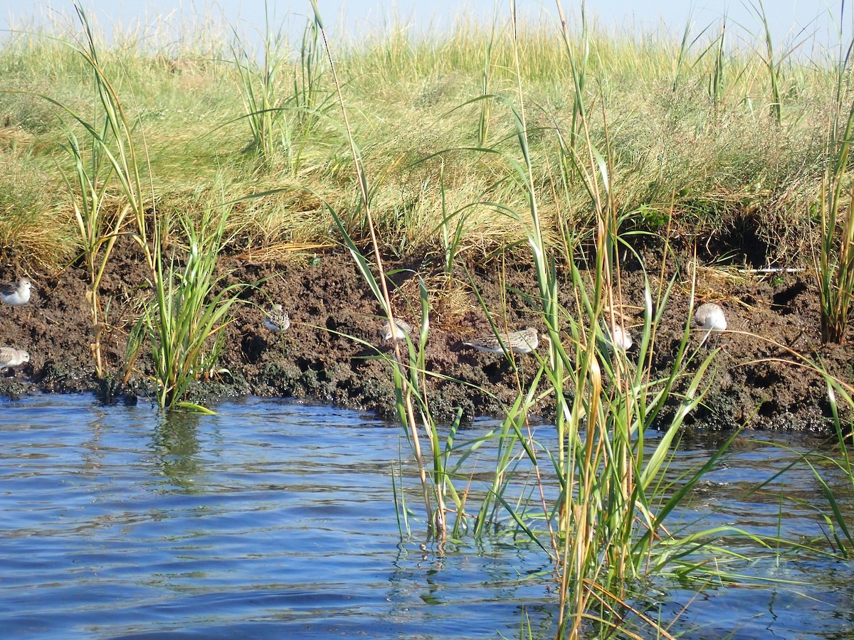 Semipalmated Sandpiper - ML609560643