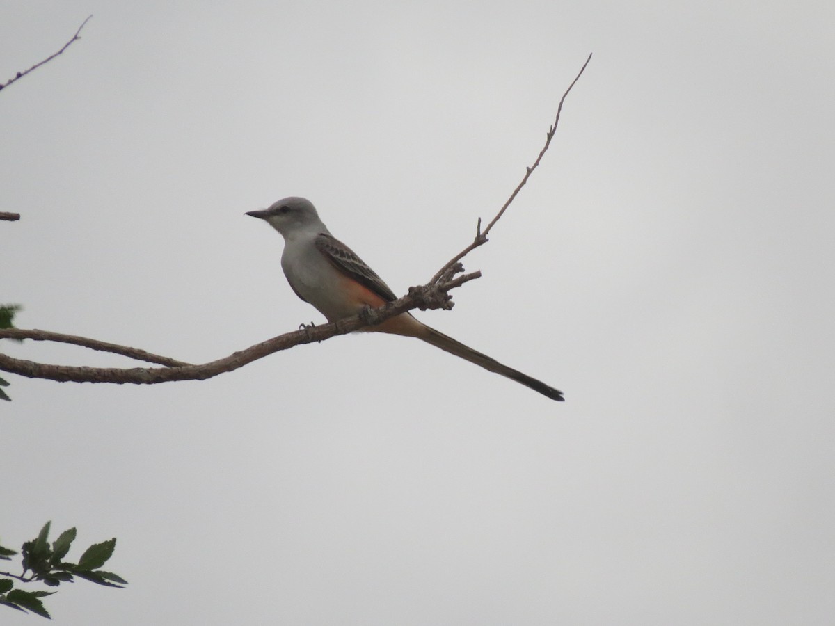 Scissor-tailed Flycatcher - Evan Waite