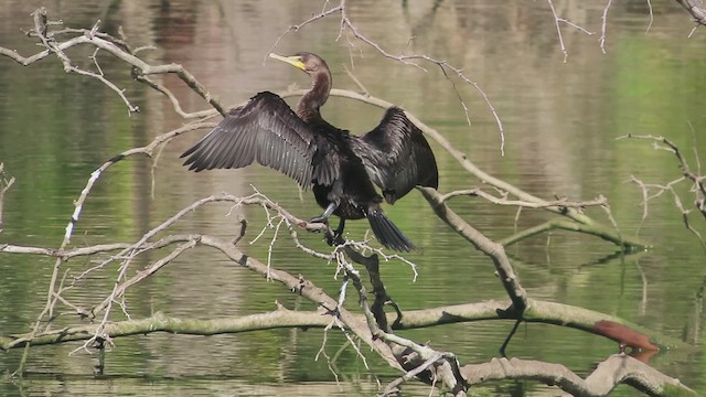 Cormorán Orejudo - ML609560754