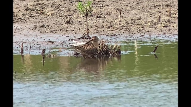 Short-billed Dowitcher - ML609560818