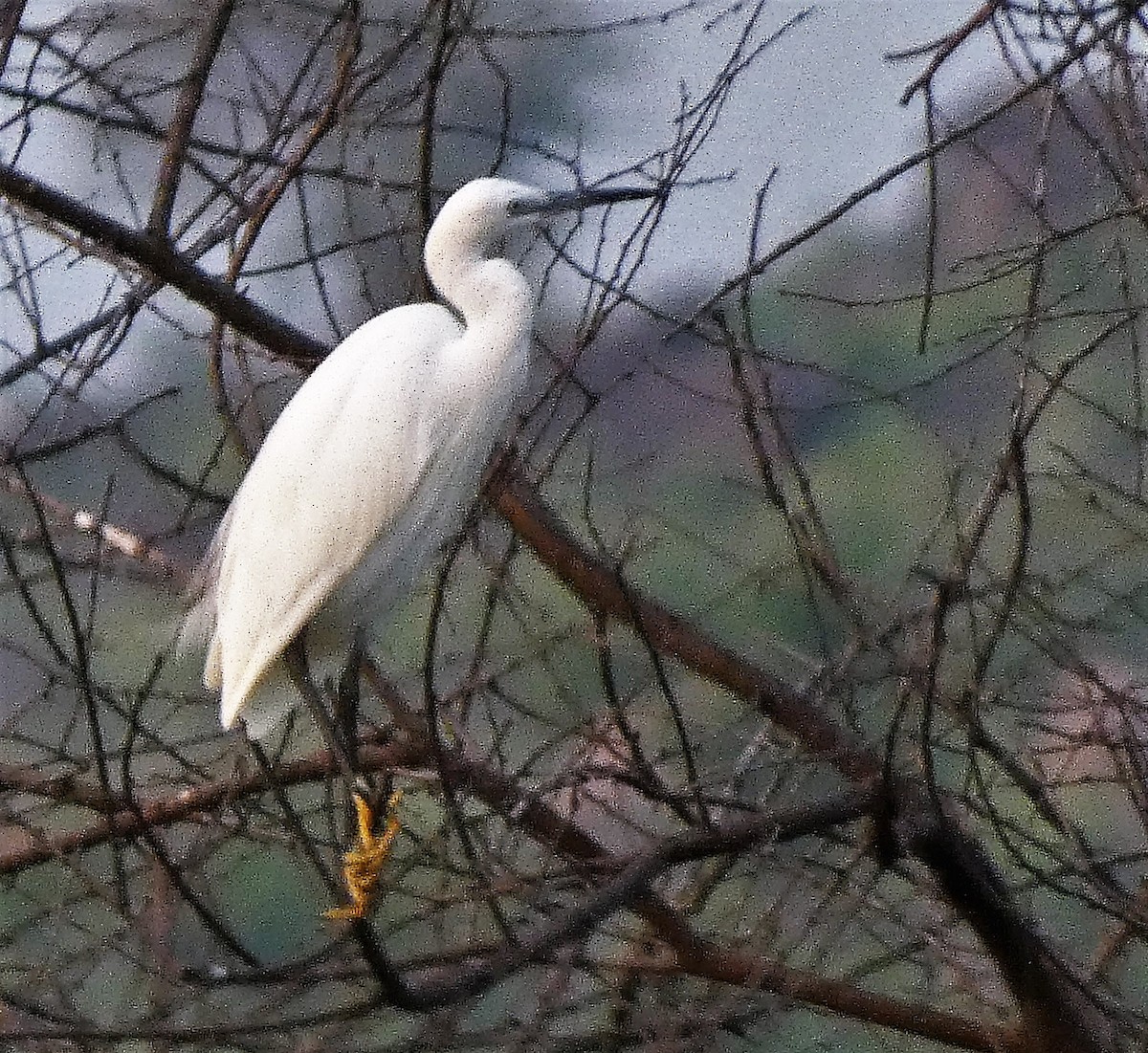 Little Egret - ML609560914