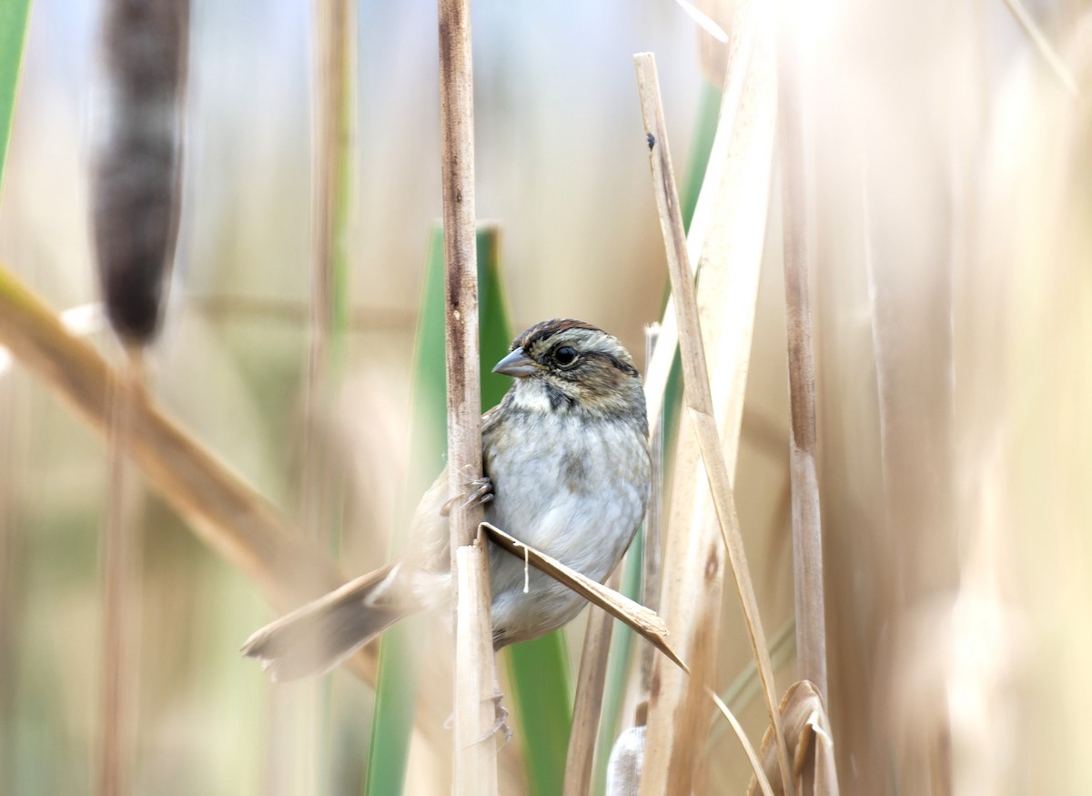 Swamp Sparrow - ML609560919