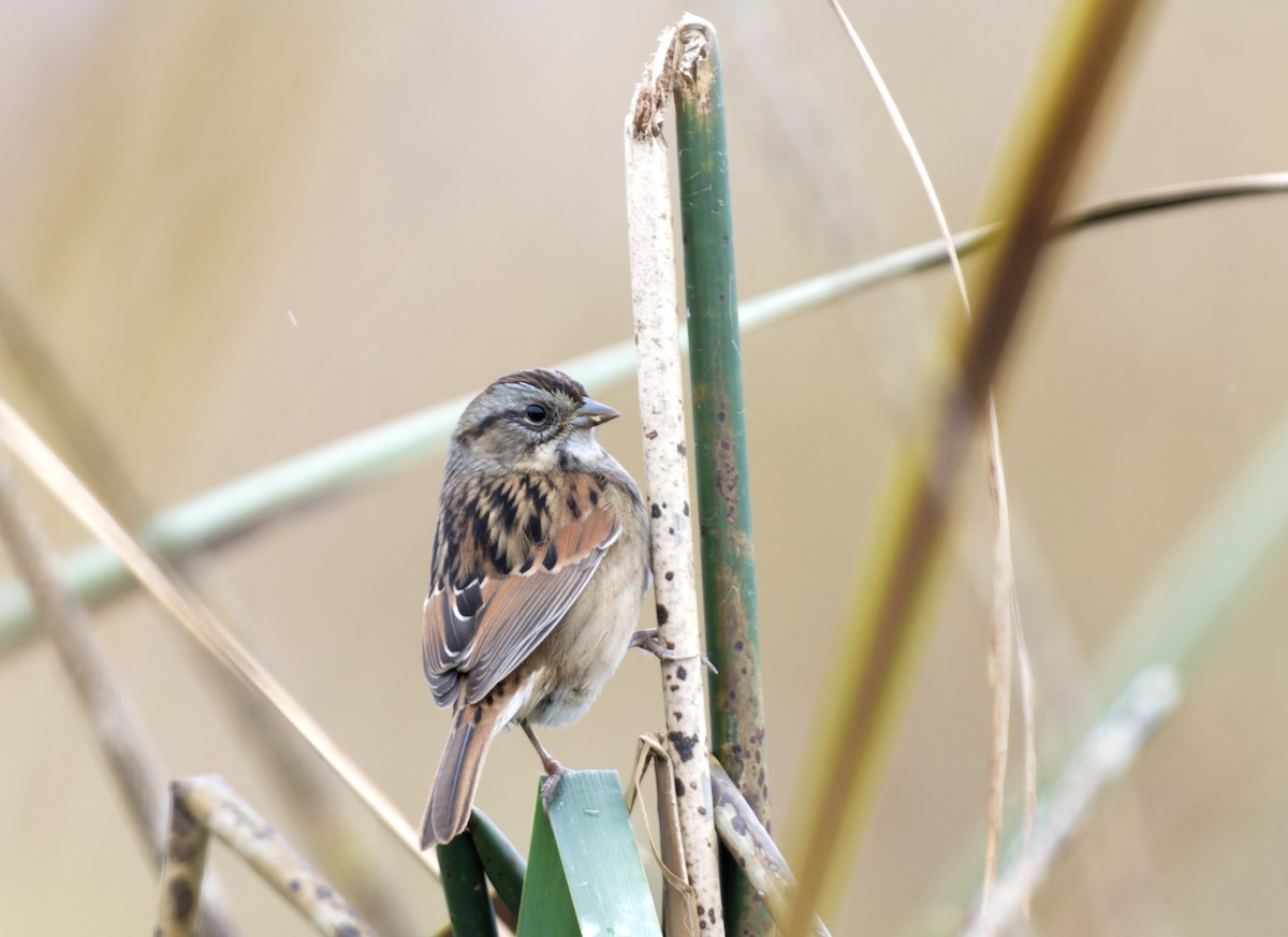 Swamp Sparrow - ML609560920