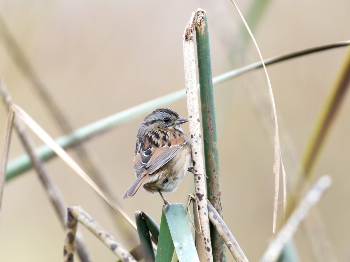 Swamp Sparrow - ML609560921