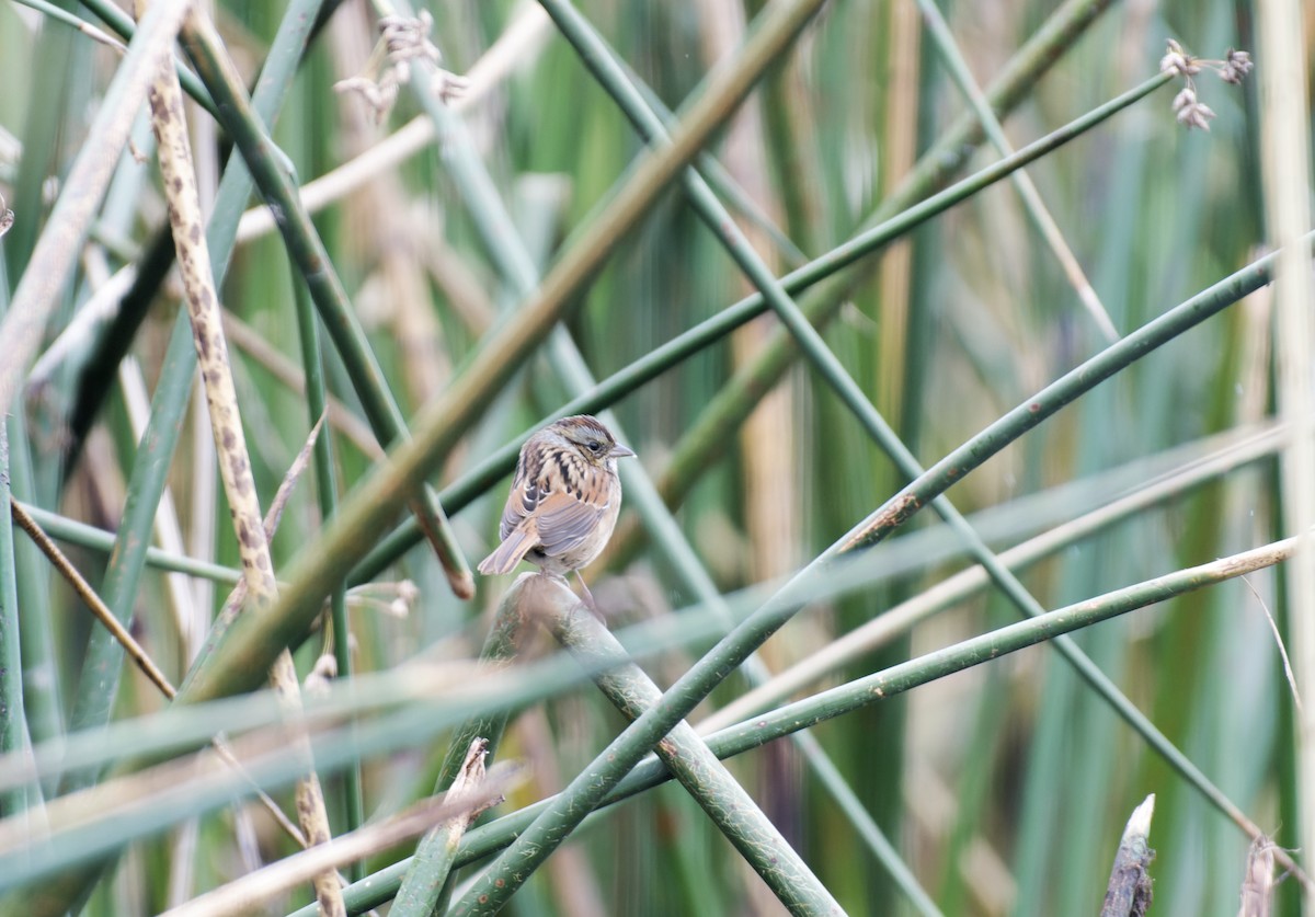 Swamp Sparrow - ML609560923