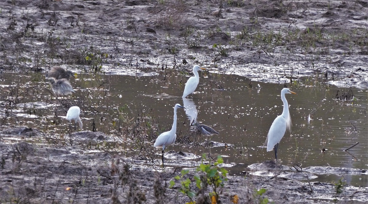 Little Egret - ML609560930