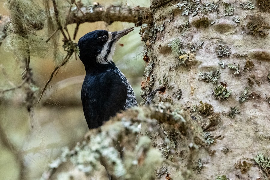 Black-backed Woodpecker - Clive Keen