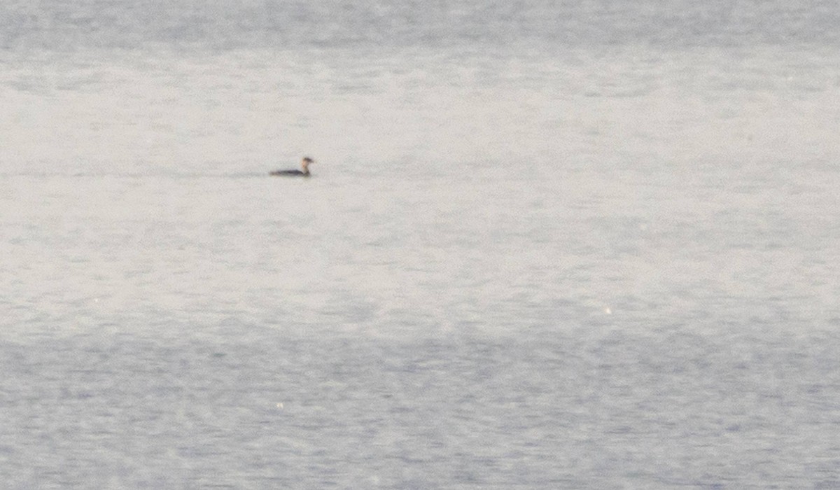 Red-necked Grebe - ML609561098