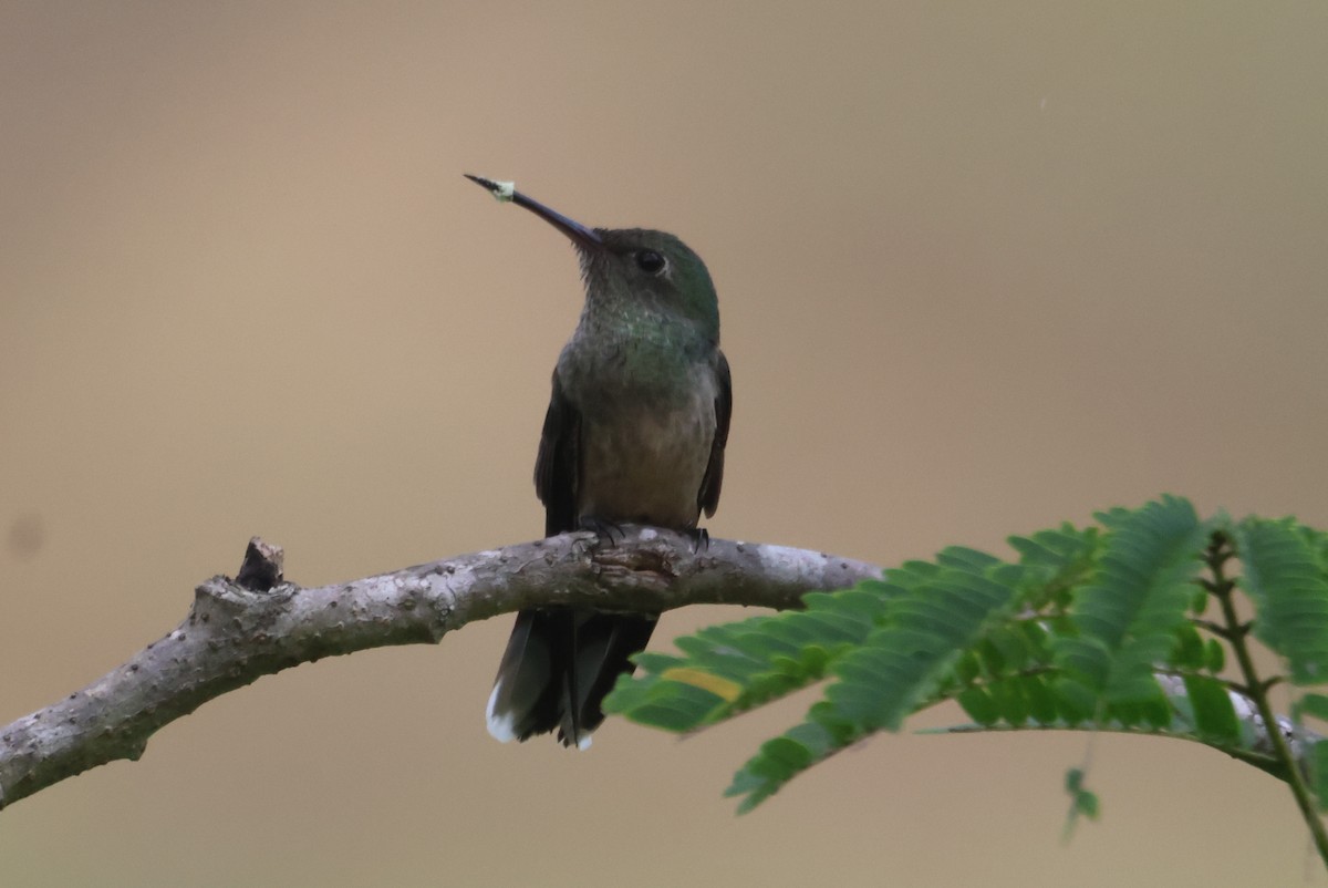 kolibřík skvrnitoprsý - ML609561112
