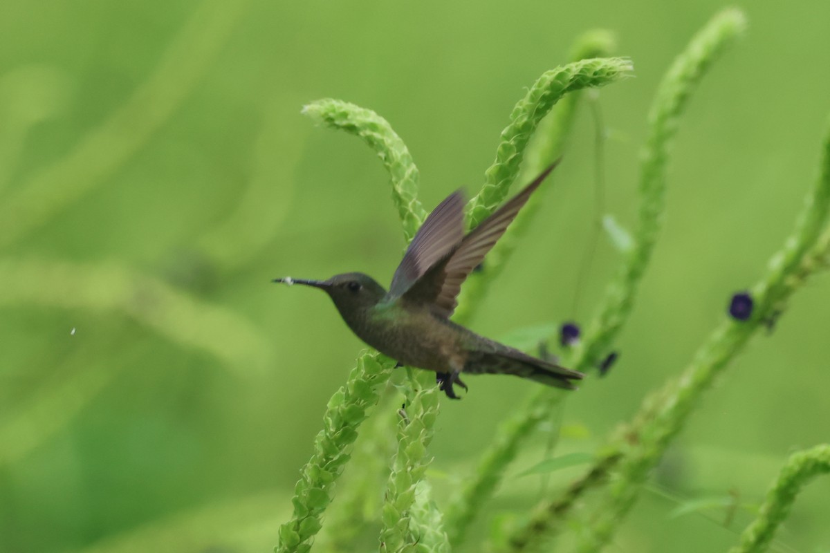 kolibřík skvrnitoprsý - ML609561113
