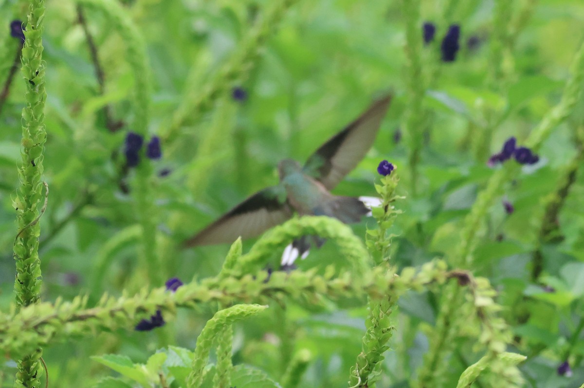 kolibřík skvrnitoprsý - ML609561114