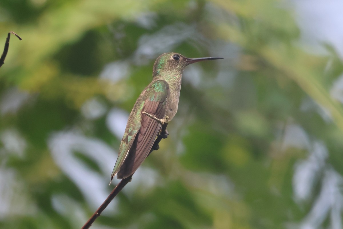 kolibřík skvrnitoprsý - ML609561116