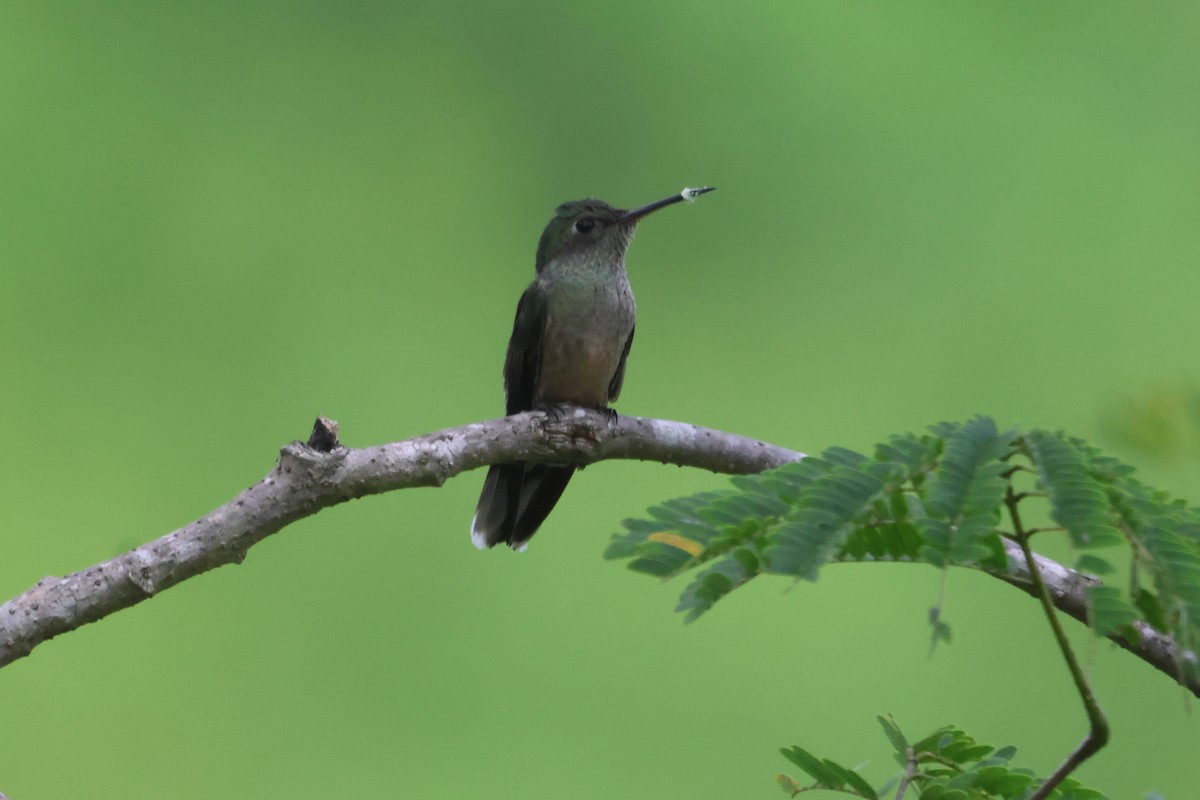 kolibřík skvrnitoprsý - ML609561117