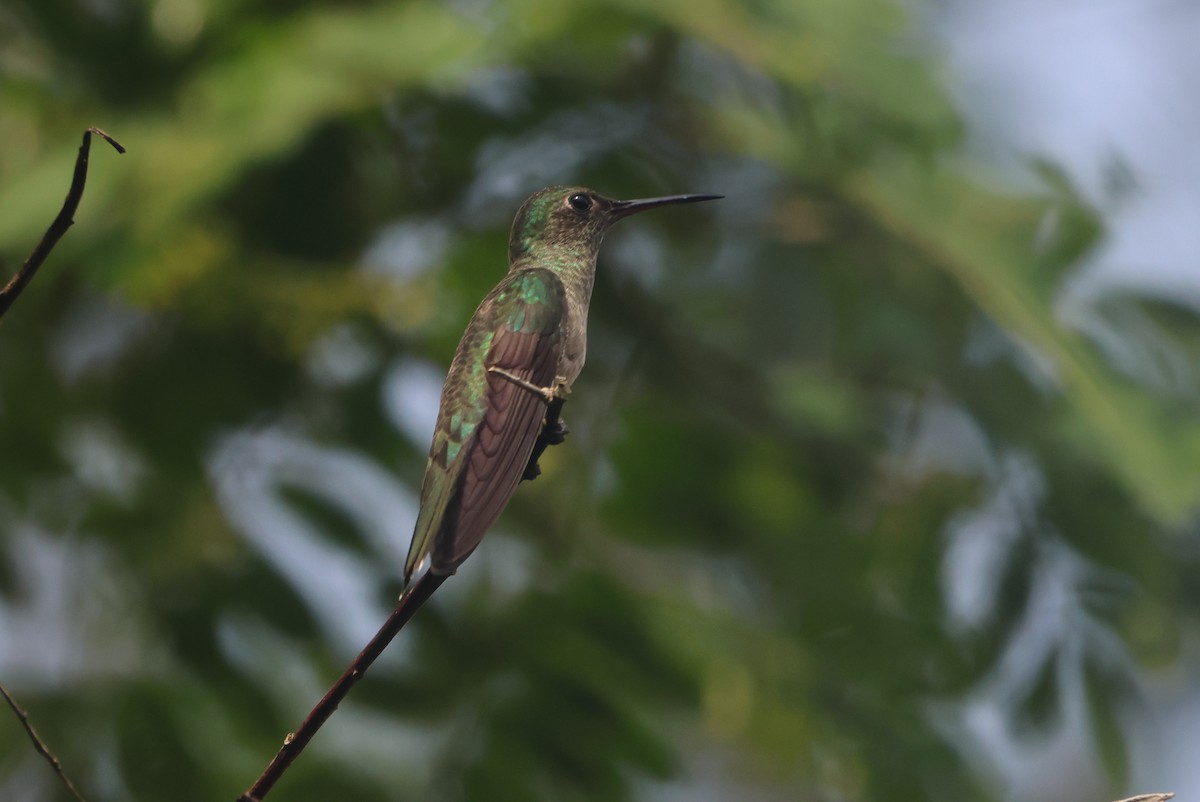 kolibřík skvrnitoprsý - ML609561118