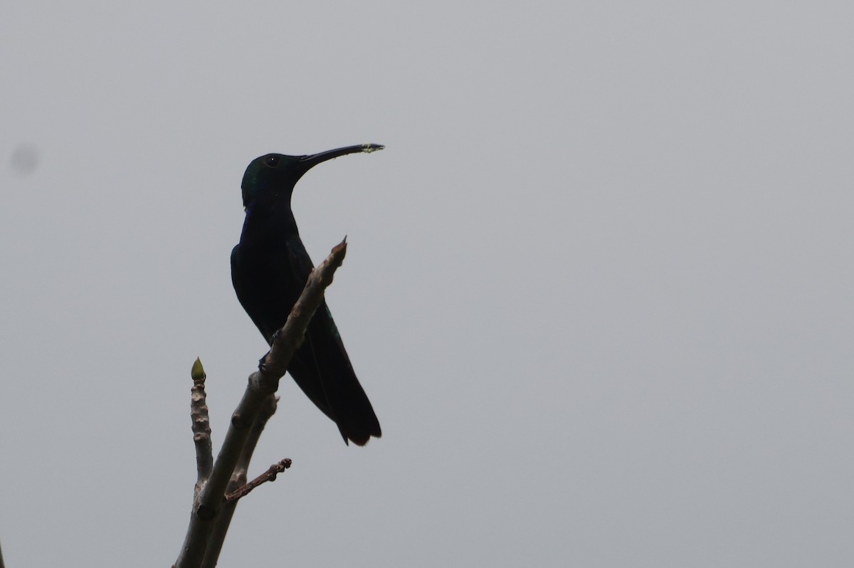 Black-throated Mango - Jorge Alcalá