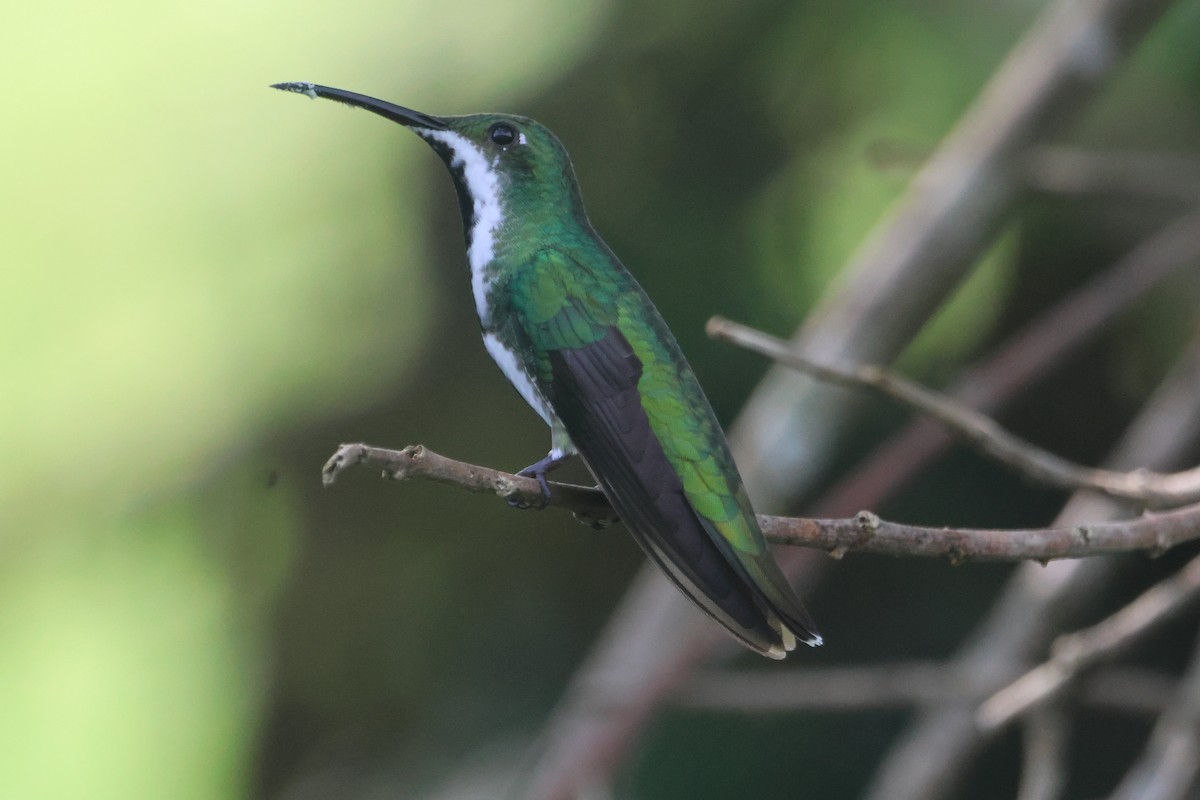 kolibřík tropický - ML609561135