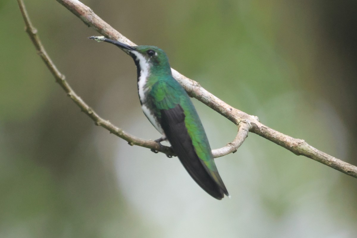 Black-throated Mango - ML609561136