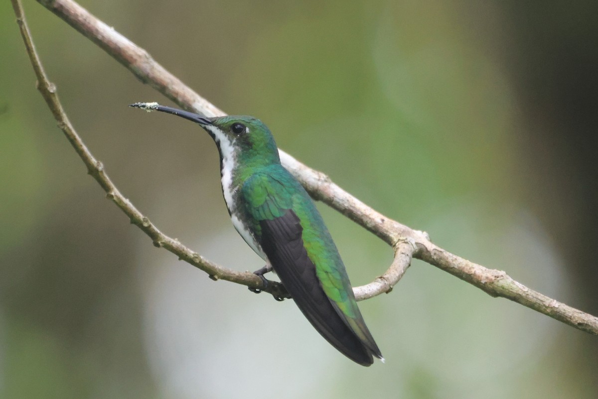 Black-throated Mango - Jorge Alcalá