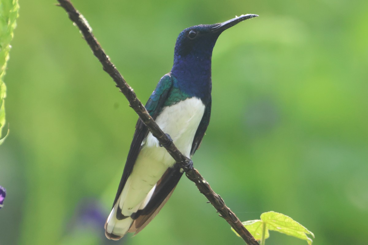 White-necked Jacobin - ML609561169