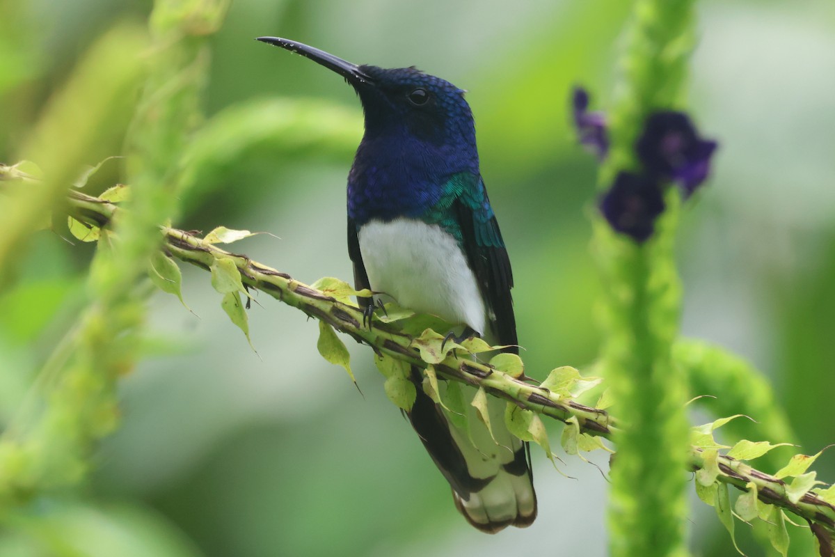 White-necked Jacobin - ML609561174