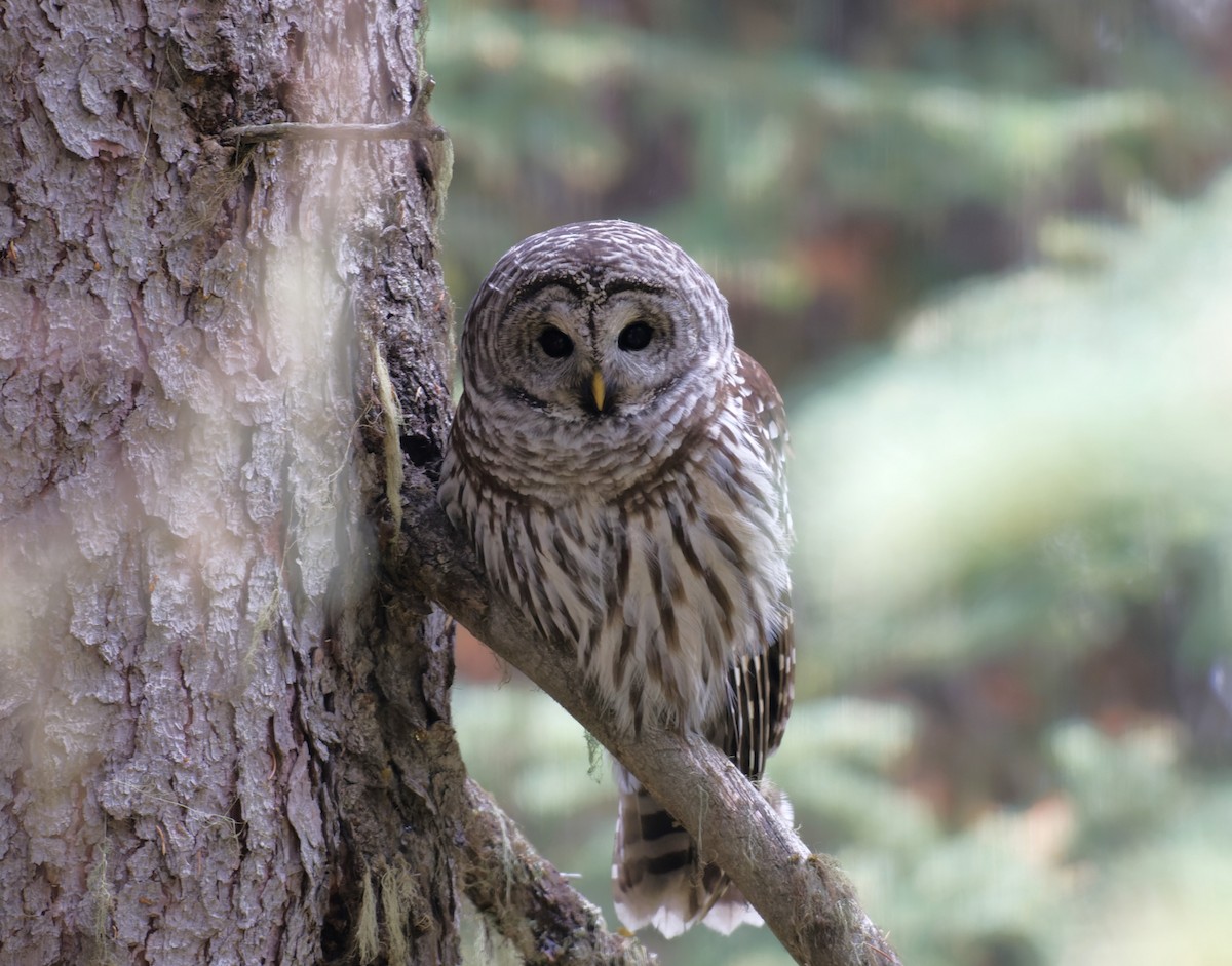 Barred Owl - ML609561212