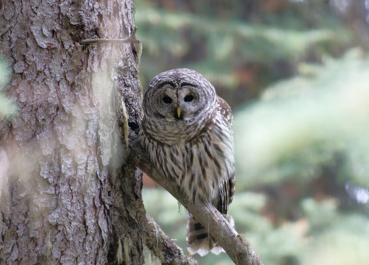 Barred Owl - ML609561213