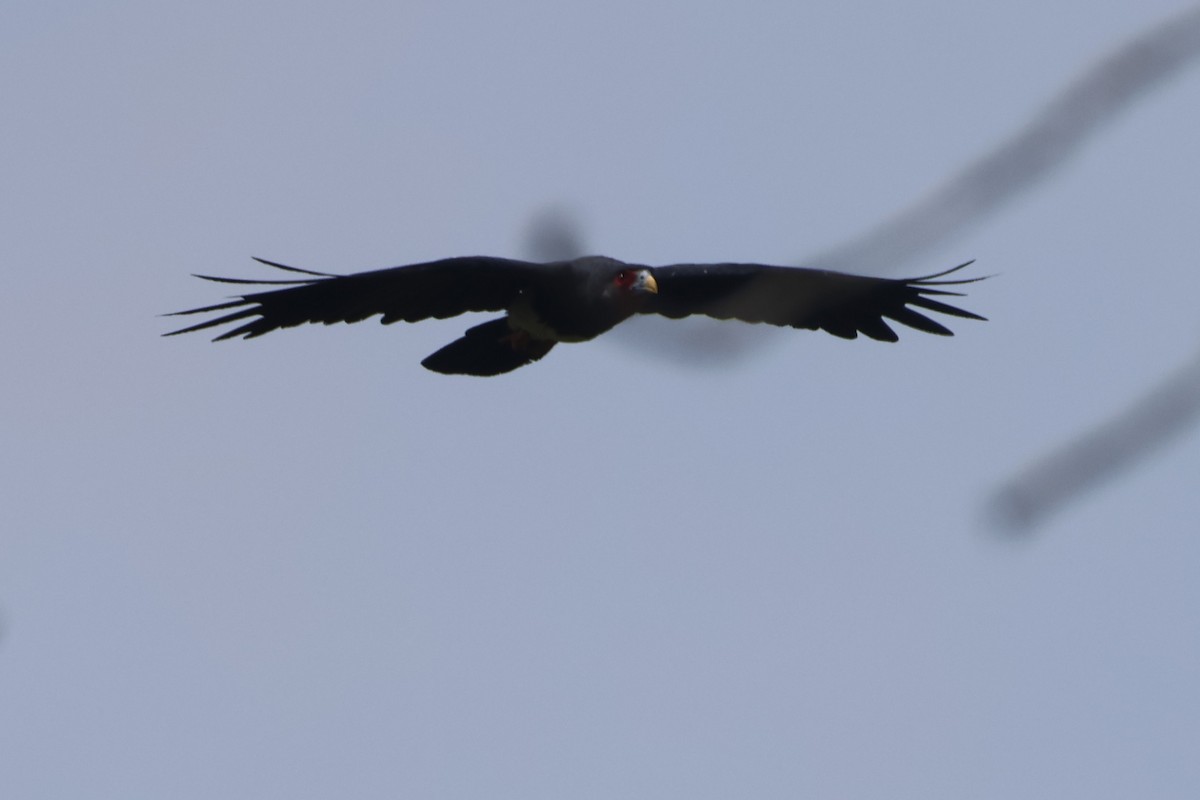 Red-throated Caracara - ML609561232