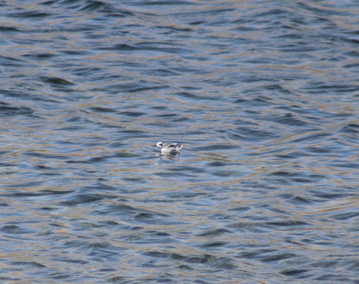 Red-necked Phalarope - ML609561264