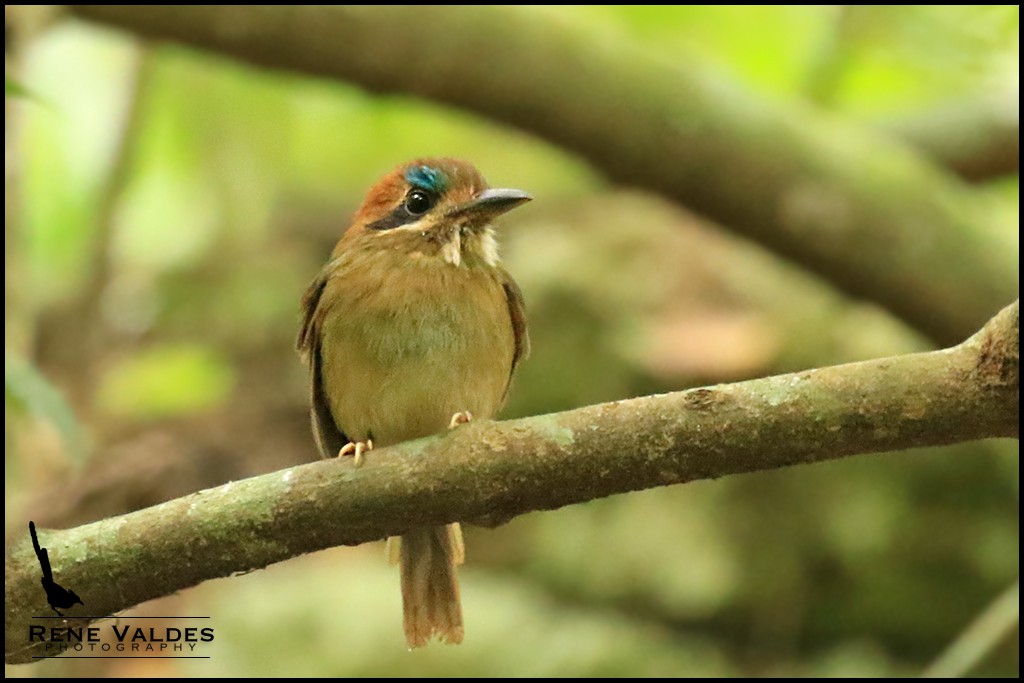Tody Motmot - ML609561336