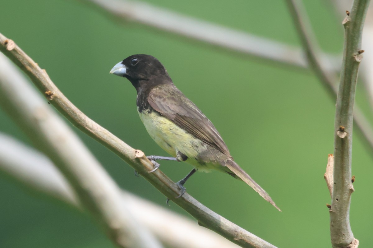 Yellow-bellied Seedeater - Jorge Alcalá