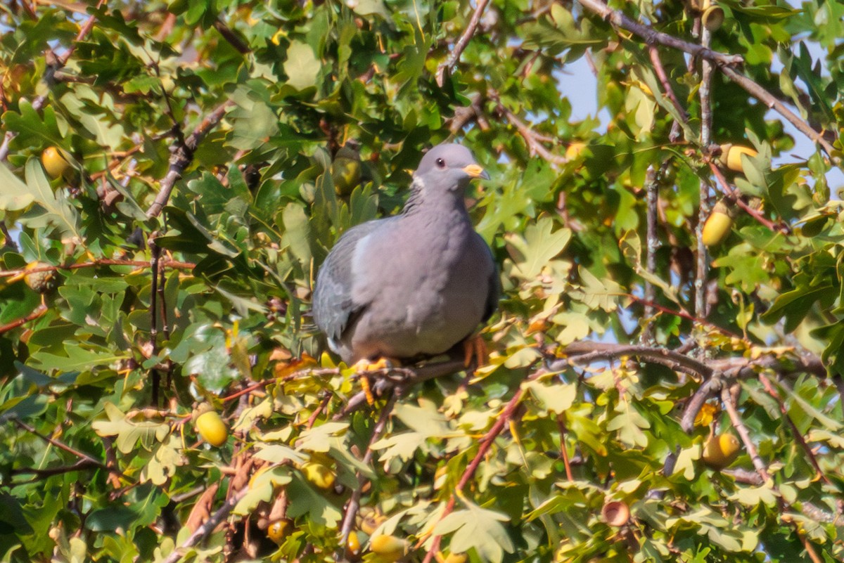 Band-tailed Pigeon - ML609561510